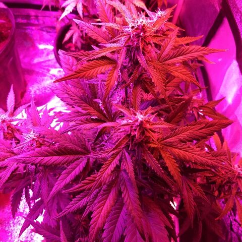 Bruce Banner Auto growlog timeline photo