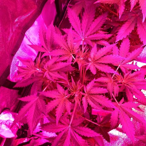 Strawberry Cheesecake growlog timeline photo