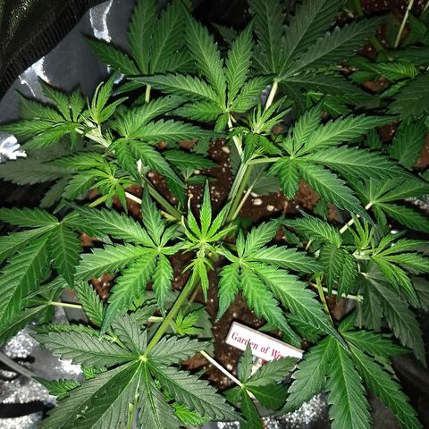 Strawberry Cheesecake growlog timeline photo