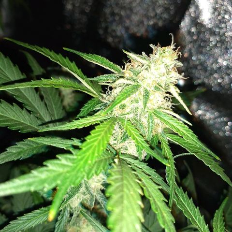 Bruce Banner Auto growlog timeline photo