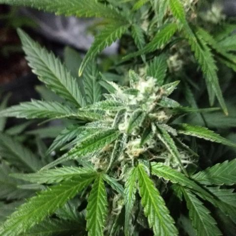 Bruce Banner Auto growlog timeline photo
