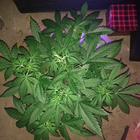 Strawberry Cheesecake growlog timeline photo