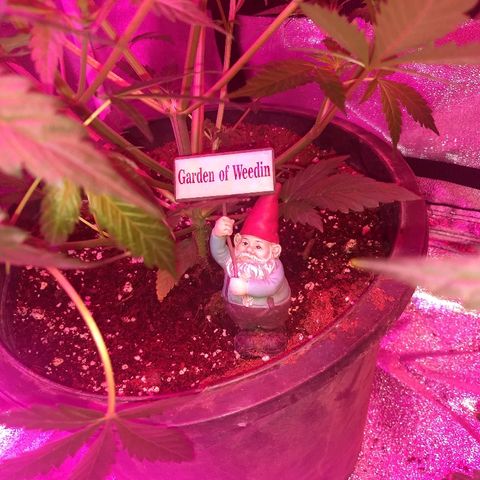 Strawberry Cheesecake growlog timeline photo