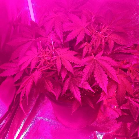 Strawberry Cheesecake growlog timeline photo