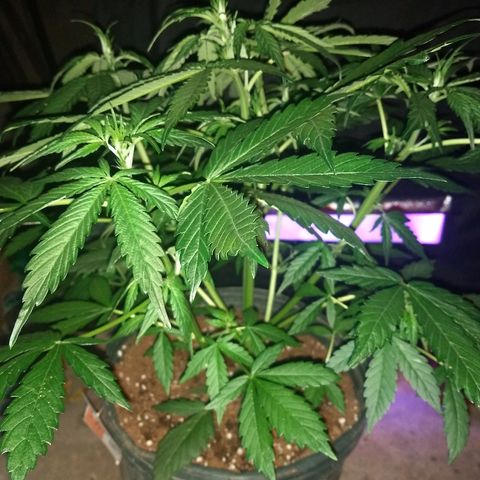 Strawberry Cheesecake growlog timeline photo