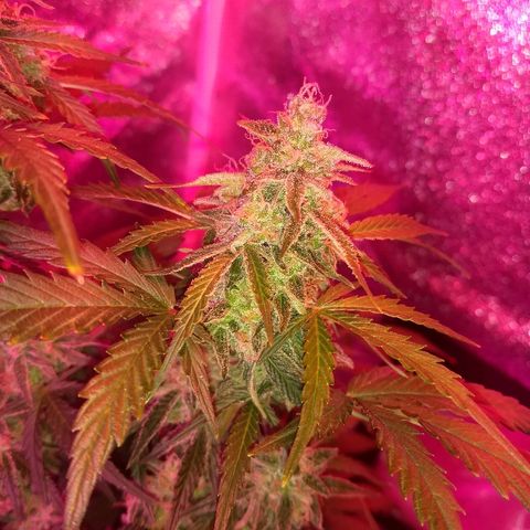 Bruce Banner Auto growlog timeline photo