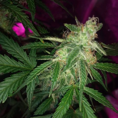 Bruce Banner Auto growlog timeline photo