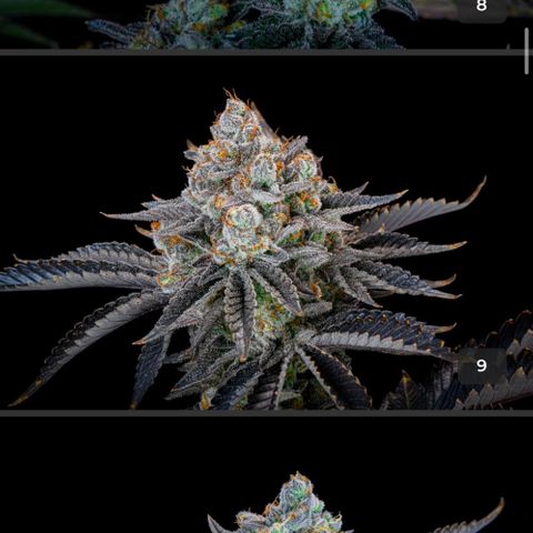 GC #1  growlog timeline photo