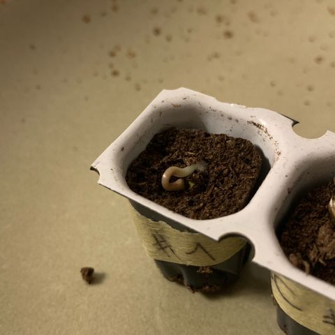GC #1  growlog timeline photo