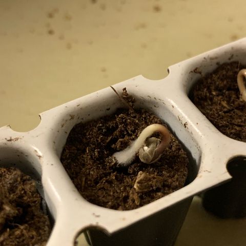 GC #2 growlog timeline photo