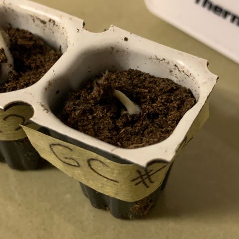 GC #3 growlog timeline photo
