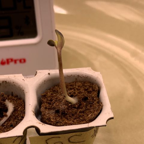 GC #3 growlog timeline photo