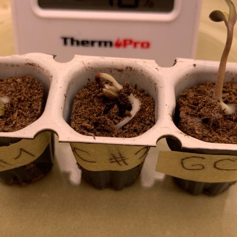 GC #2 growlog timeline photo