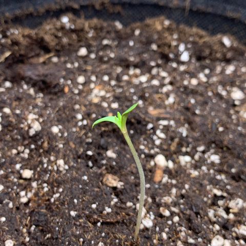 GC #1  growlog timeline photo