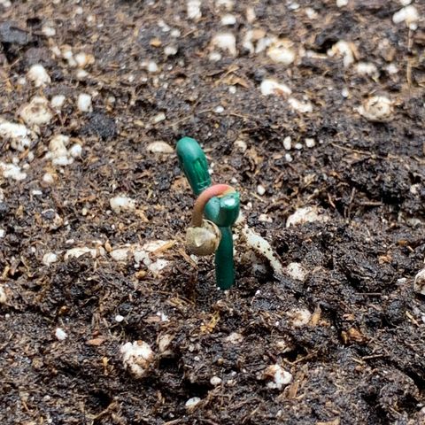 GC #2 growlog timeline photo
