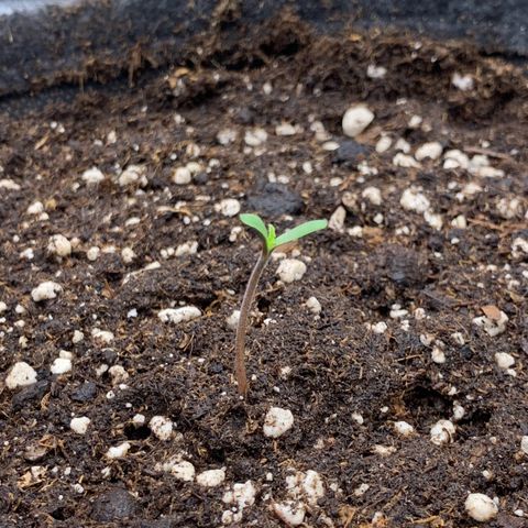 GC #3 growlog timeline photo