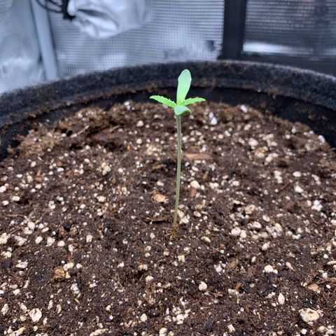 GC #1  growlog timeline photo
