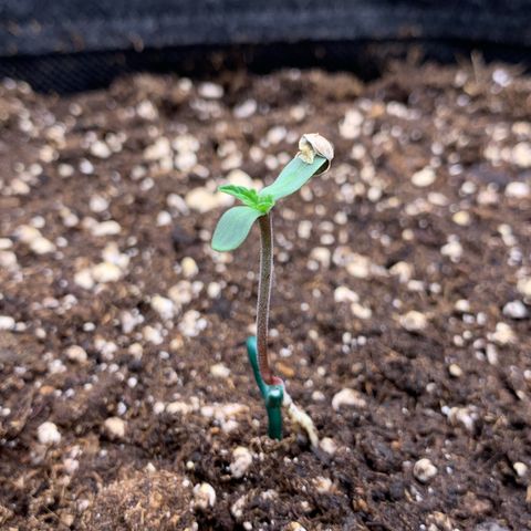 GC #2 growlog timeline photo
