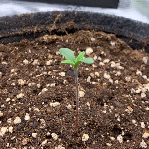 GC #3 growlog timeline photo