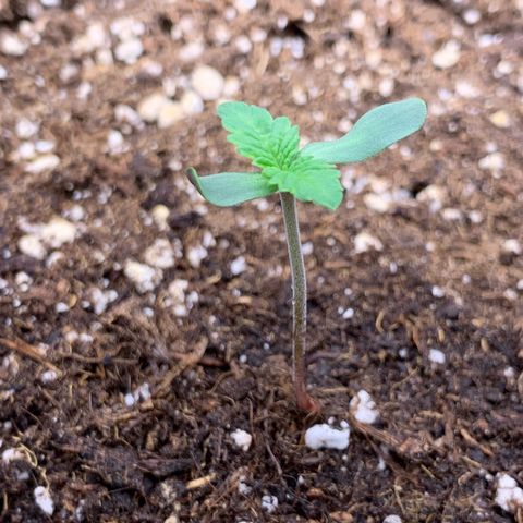 GC #2 growlog timeline photo