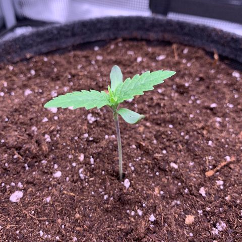 GC #1  growlog timeline photo