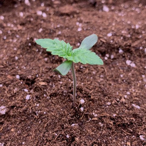 GC #2 growlog timeline photo