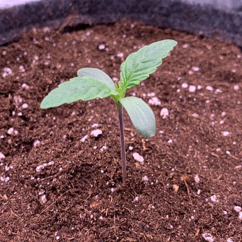 GC #3 growlog timeline photo