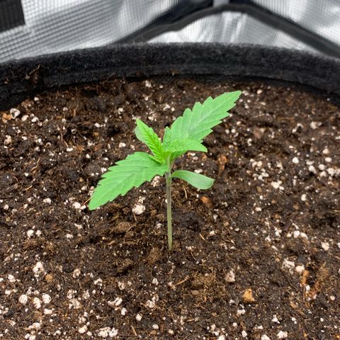 GC #1  growlog timeline photo
