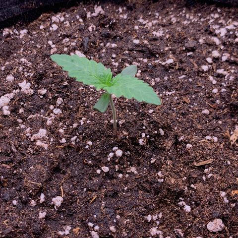 GC #2 growlog timeline photo