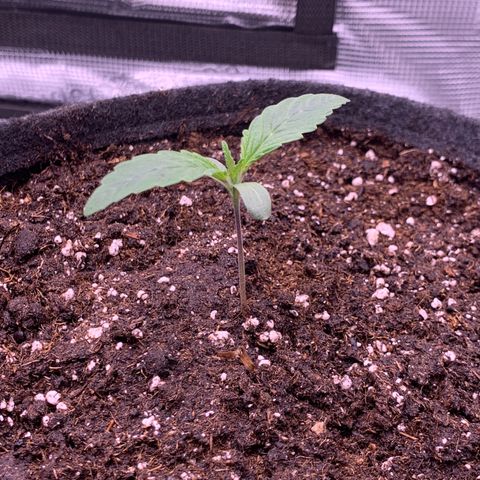 GC #3 growlog timeline photo