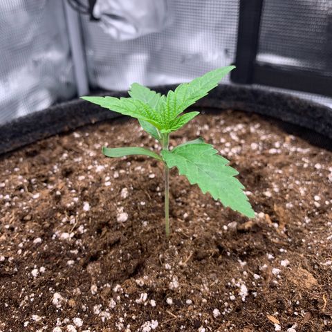 GC #1  growlog timeline photo