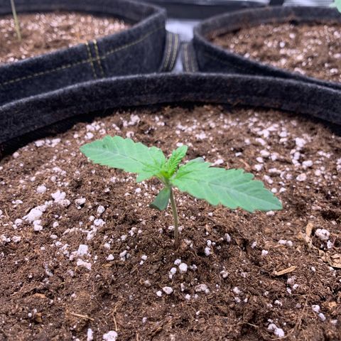 GC #2 growlog timeline photo