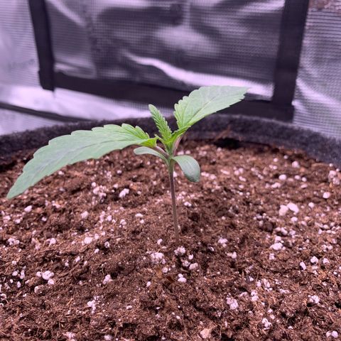 GC #3 growlog timeline photo