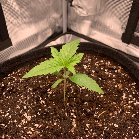 GC #1  growlog timeline photo
