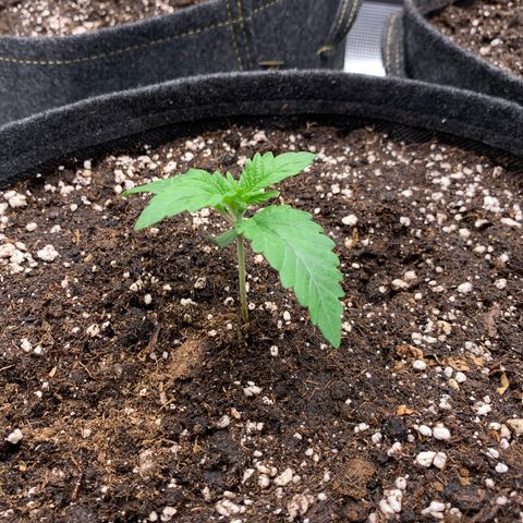 GC #2 growlog timeline photo