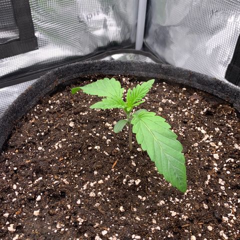 GC #3 growlog timeline photo