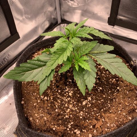 GC #1  growlog timeline photo
