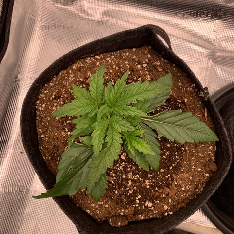 GC #1  growlog timeline photo