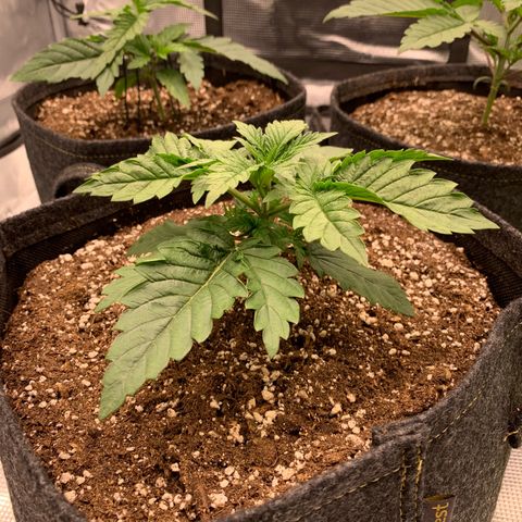 GC #2 growlog timeline photo