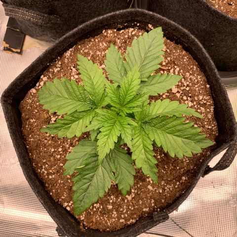 GC #2 growlog timeline photo