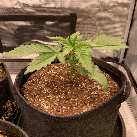 GC #3 growlog timeline photo