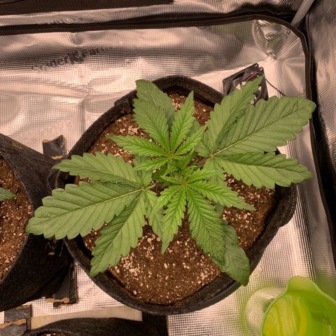 GC #3 growlog timeline photo