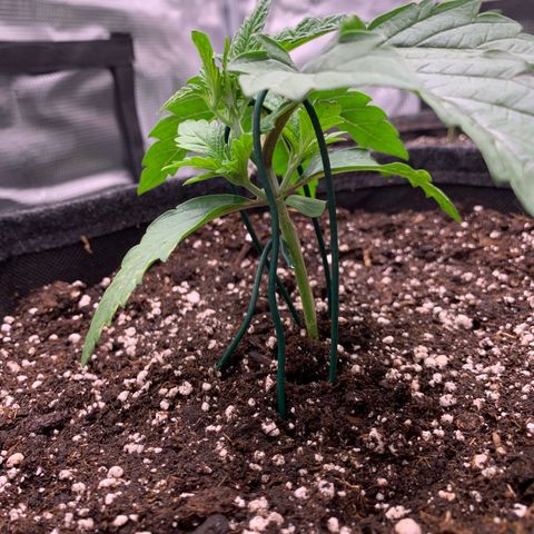 GC #1  growlog timeline photo