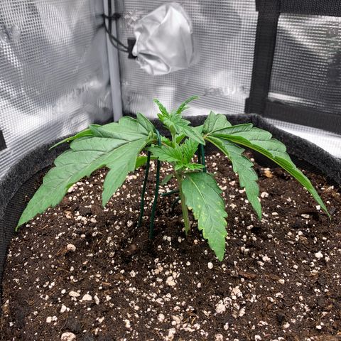 GC #1  growlog timeline photo