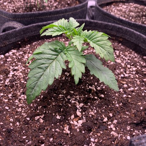 GC #2 growlog timeline photo