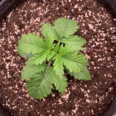 GC #2 growlog timeline photo