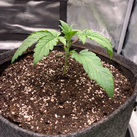 GC #3 growlog timeline photo