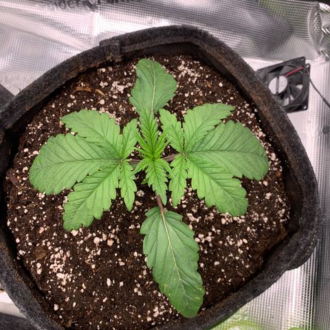 GC #3 growlog timeline photo