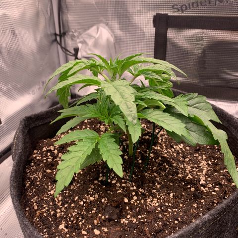 GC #1  growlog timeline photo