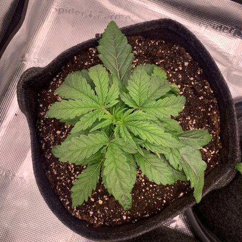 GC #1  growlog timeline photo